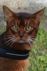 Bild zu Vermisst! Abessinierkater in Grlitz entlaufen!